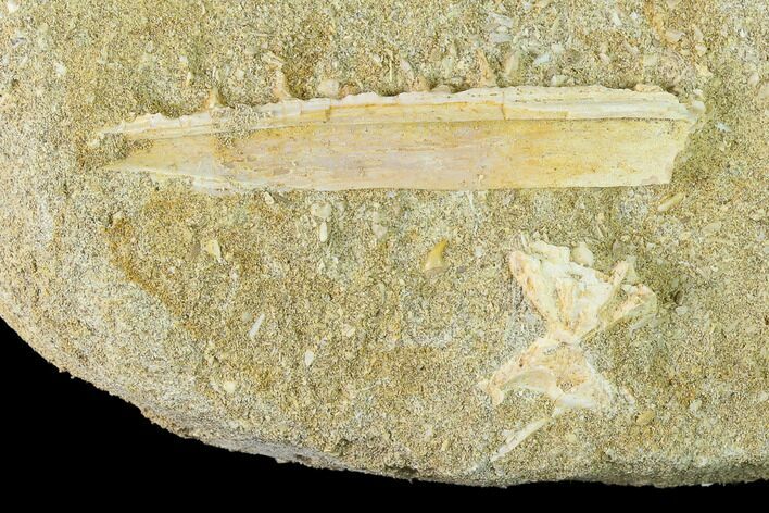 Enchodus Jaw Section - Cretaceous Fanged Fish #133873